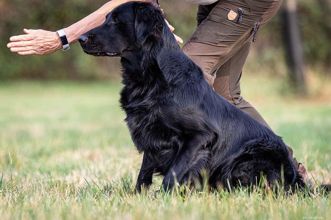 7 Expert-Backed Dog Training Techniques for Reliable Results