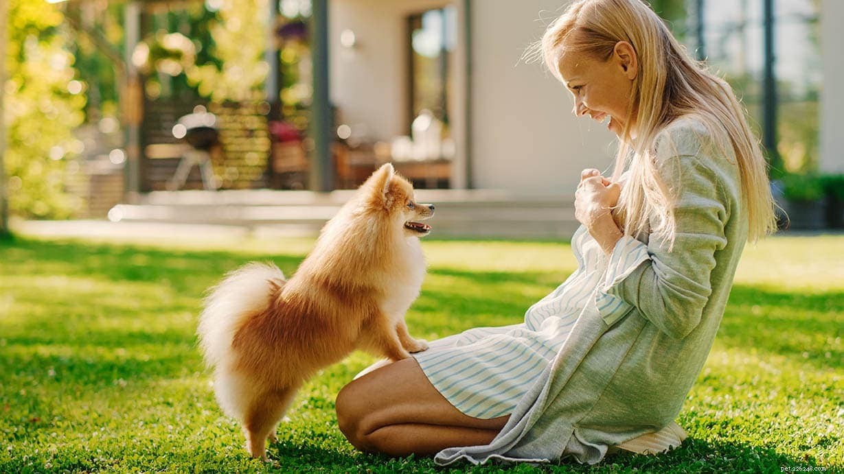7 Expert-Backed Dog Training Techniques for Reliable Results
