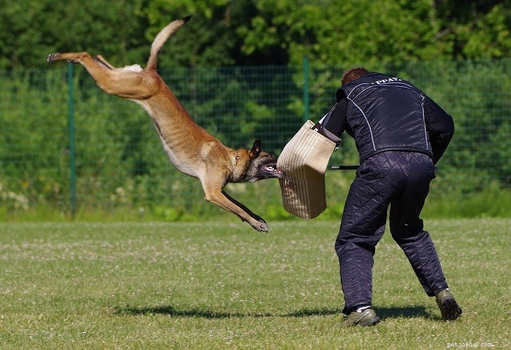 7 Expert-Backed Dog Training Techniques for Reliable Results