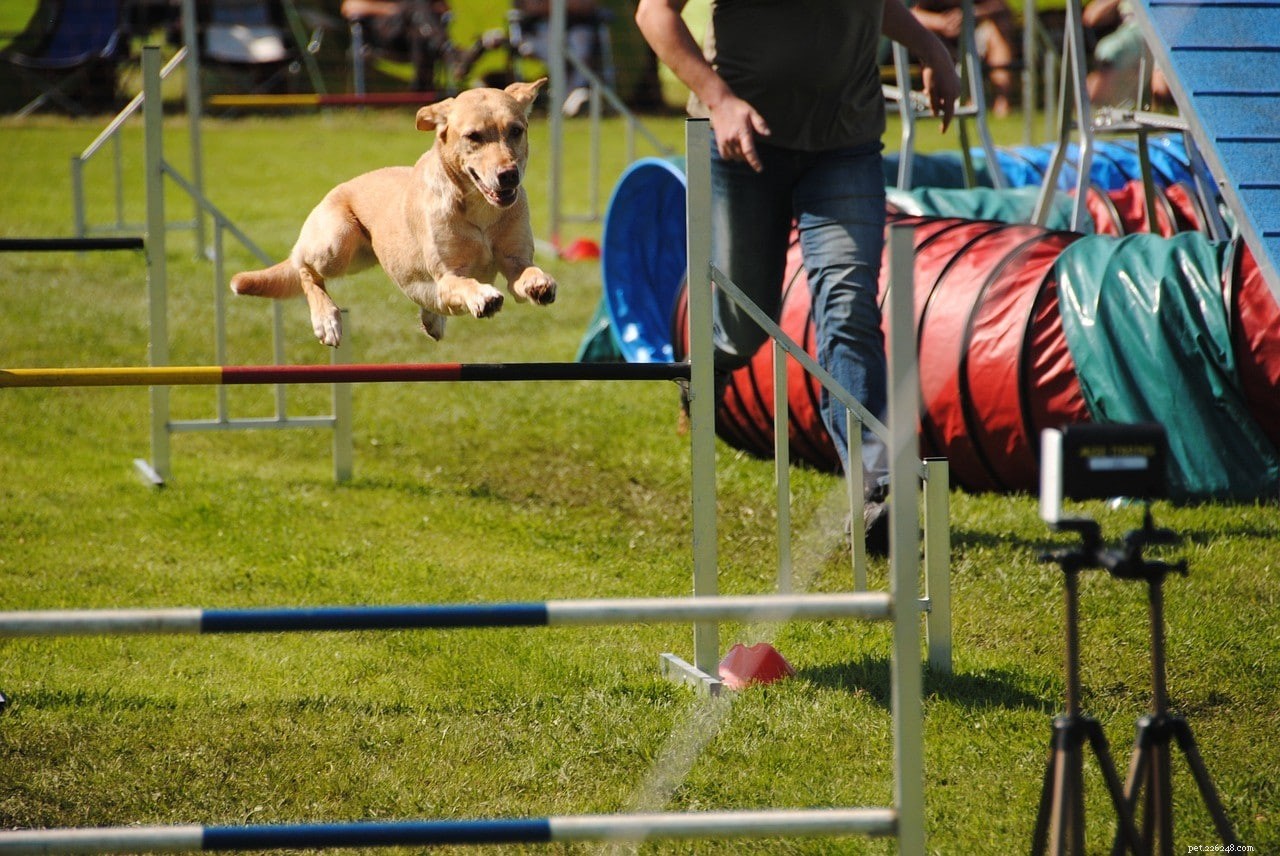 35+ Proven Dog Training Quotes to Inspire and Educate