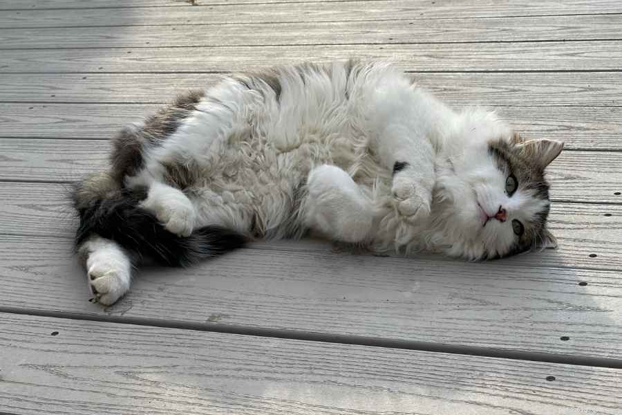 Why We’re Letting Winter, the Outdoor Cat, Find a New Home