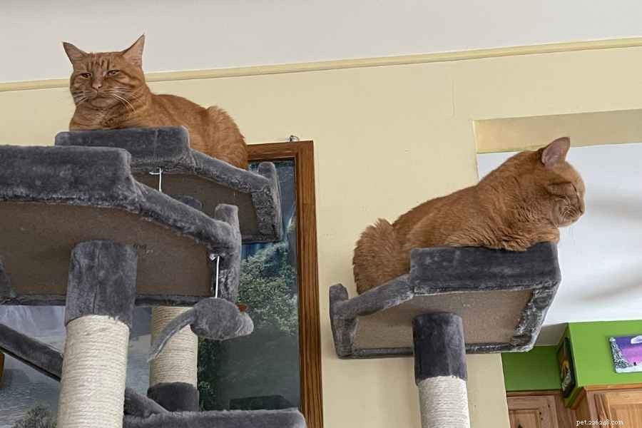 Go Pet Club vs Frisco Cat Trees (72 in) – In‑Depth Review & Comparison