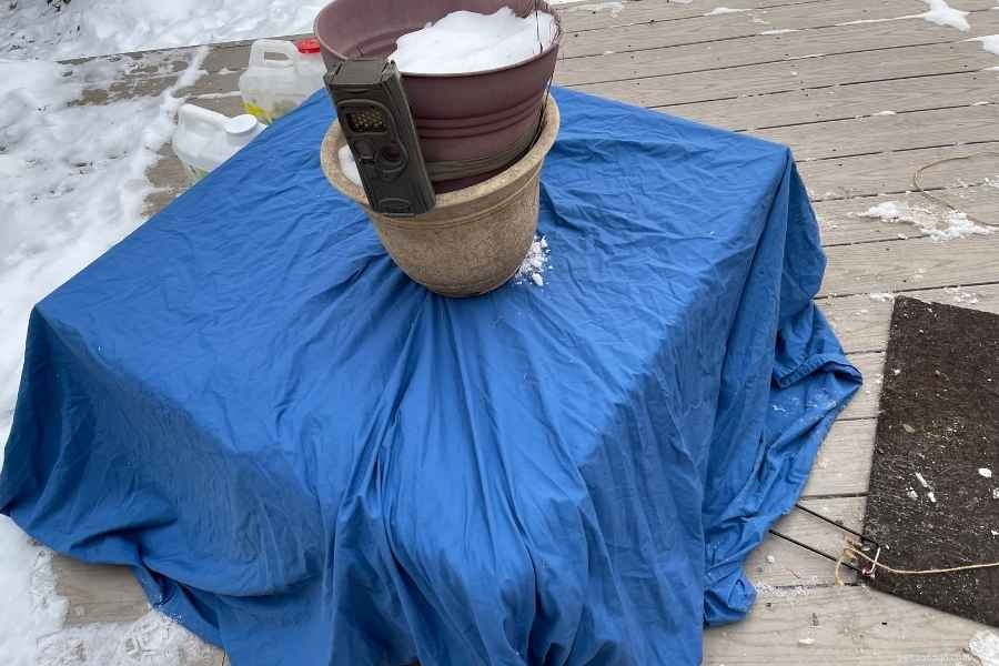 Effective Cat Drop Trap Techniques for Safe Capture