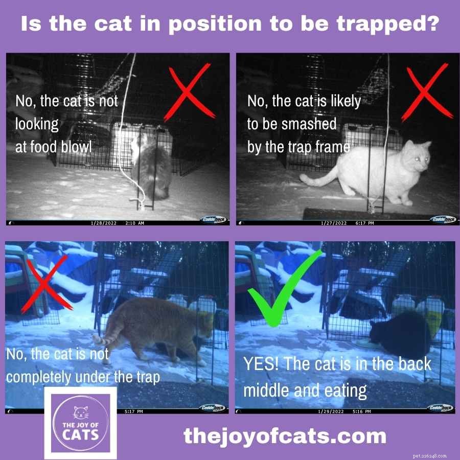 Effective Cat Drop Trap Techniques for Safe Capture