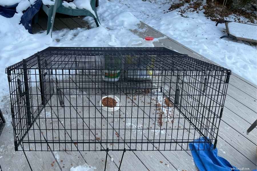 Effective Cat Drop Trap Techniques for Safe Capture