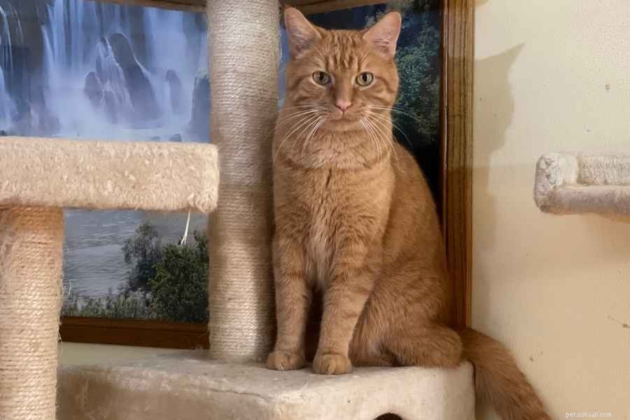 Complete Guide to Deep‑Cleaning Your Cat Tree or Tower