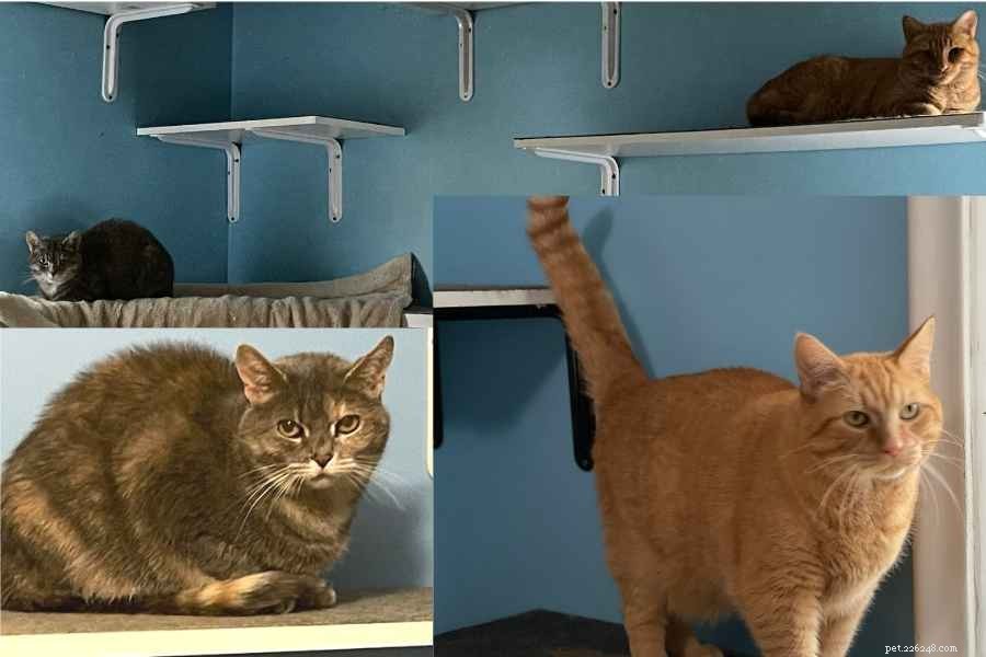 21 Signs You’re a True Cat Owner