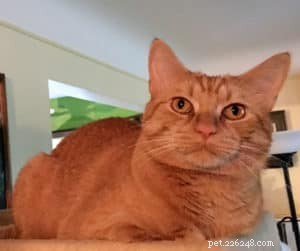 Meet Jake: The Playful Orange Tabby of The Joy of Cats