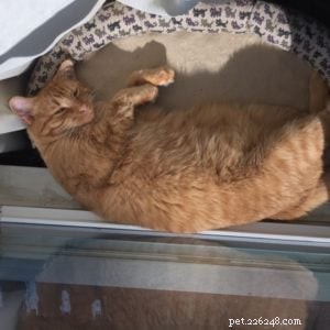 Meet Elwood: The Gentle Orange Tabby of The Joy of Cats