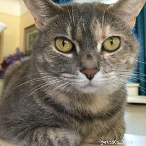 Rescue Story: Violet, the Stray Cat Who Became a Beloved Family Member