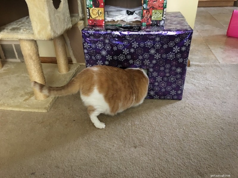 Why My Cats Refused the DIY Cat Box Christmas Tree