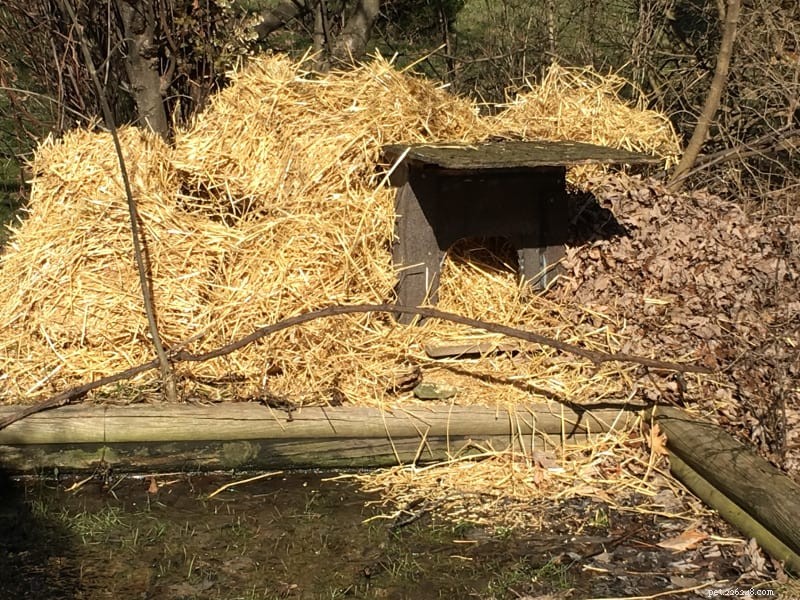 Managing Yowling Cats in Your Yard: Neutering, Peace, and Coexistence