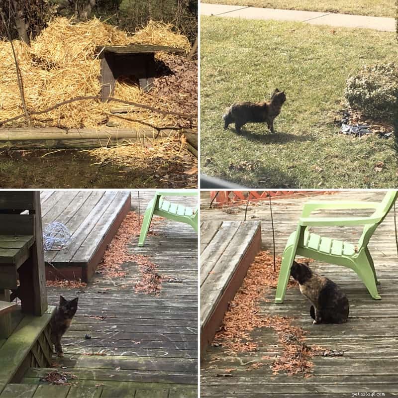 Managing Yowling Cats in Your Yard: Neutering, Peace, and Coexistence