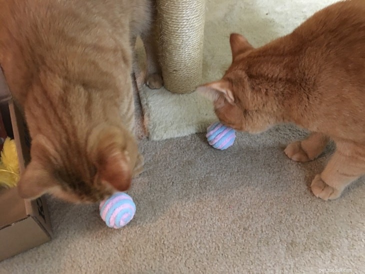 Monthly Cat Subscription Boxes: What to Expect & How to Choose the Right One