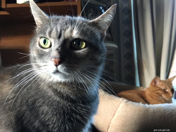 From Fearful to Furry Friend: The Inspiring Journey of a Rescue Cat