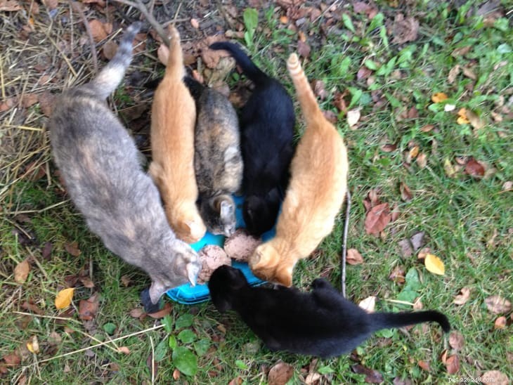 From Fearful to Furry Friend: The Inspiring Journey of a Rescue Cat