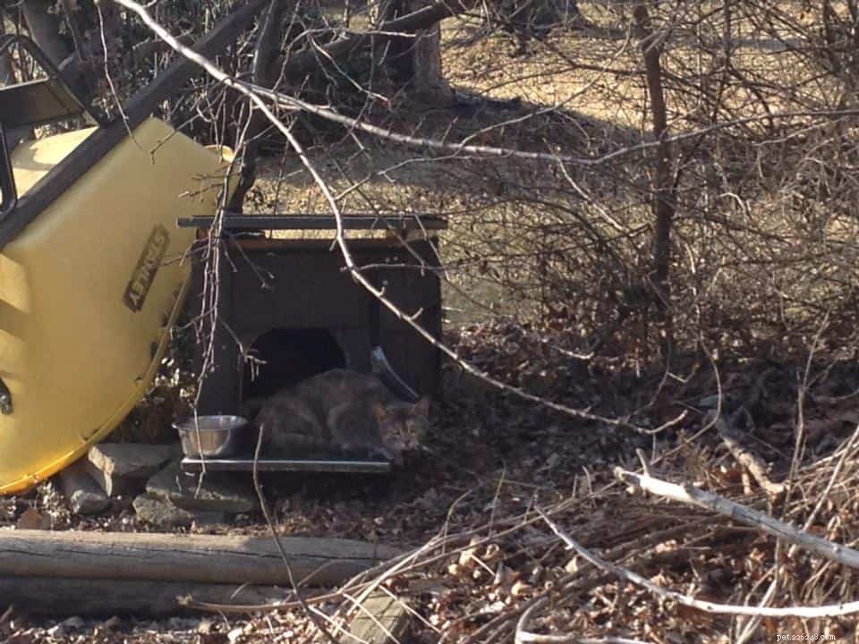 From Fearful to Furry Friend: The Inspiring Journey of a Rescue Cat