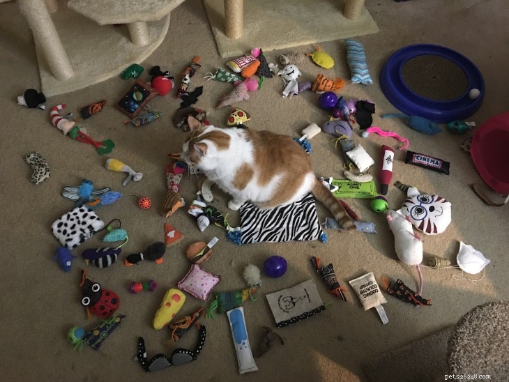 Monthly Cat Subscription Boxes: What to Expect & How to Choose the Right One