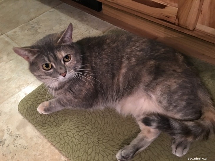 From Fearful to Furry Friend: The Inspiring Journey of a Rescue Cat