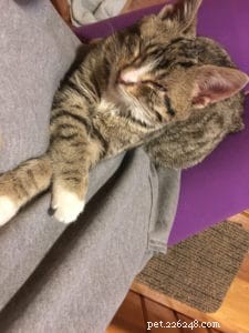 Meet Taco: The Joy of Cats  7th Rescued Cat