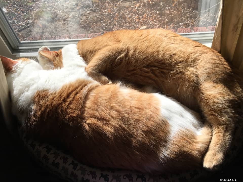 From Three to Six Cats: How Expanding Our Feline Family Transformed Our Lives