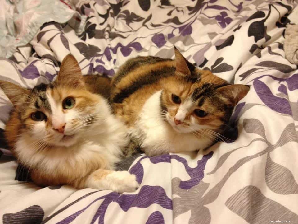 From Three to Six Cats: How Expanding Our Feline Family Transformed Our Lives