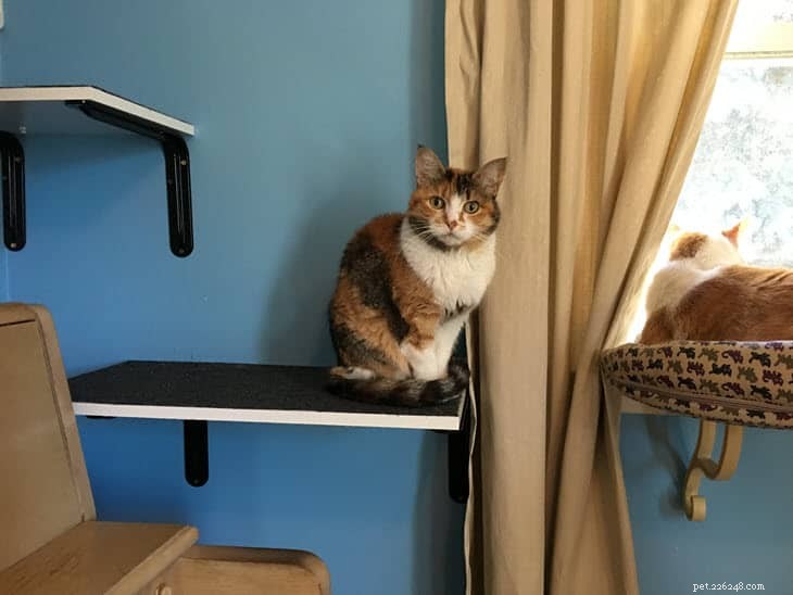 Create Your Own Cat Wall Shelves & Walkways: 7 Expert Tips for DIY Success
