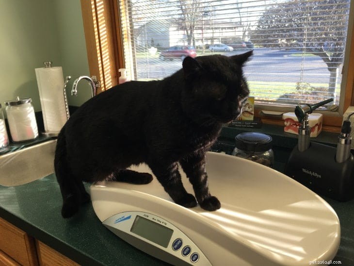 Veterinarian Discovers Missing Teeth in Friendly Stray Cat