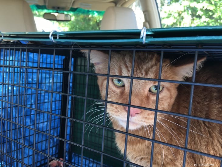 Trap‑Neuter‑Return: Humane Care for Feral Cats in a Neighbor’s Yard