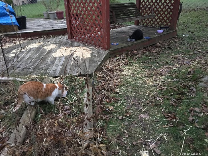 Veterinarian Discovers Missing Teeth in Friendly Stray Cat