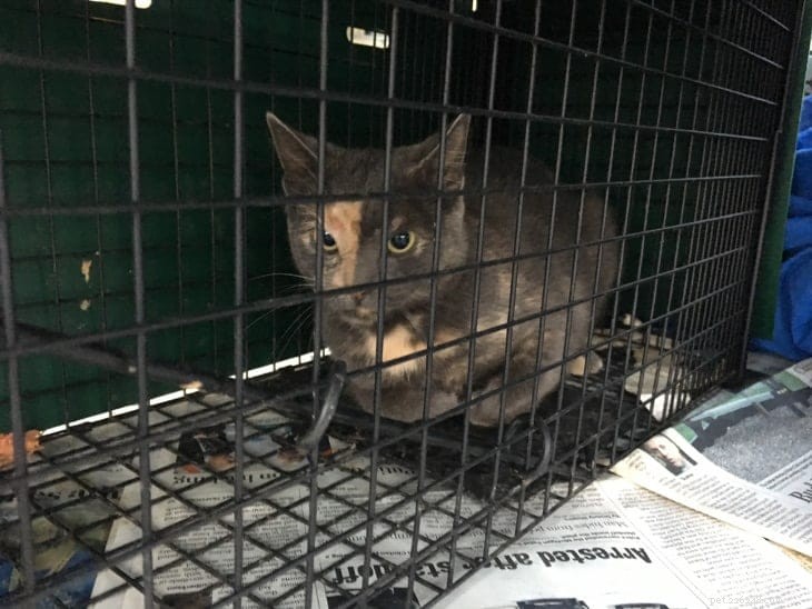 Trap‑Neuter‑Return: Humane Care for Feral Cats in a Neighbor’s Yard