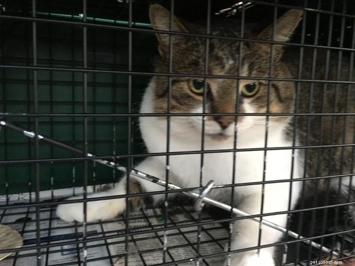 Trap‑Neuter‑Return: Humane Care for Feral Cats in a Neighbor’s Yard