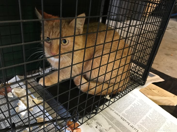 Trap‑Neuter‑Return: Humane Care for Feral Cats in a Neighbor’s Yard