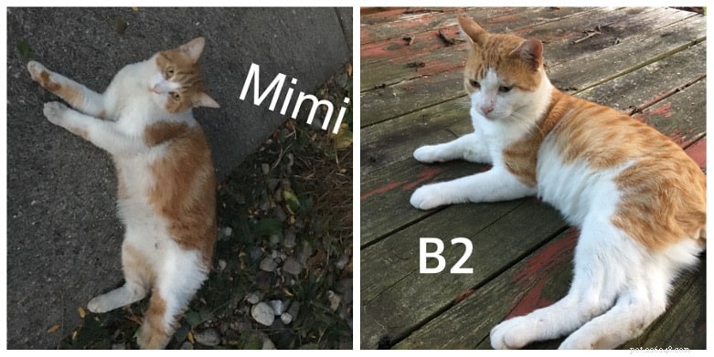 A Week in the Life of Other Buster 2: The Friendly Backyard Cat