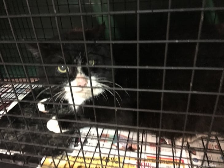 Trap‑Neuter‑Return: Humane Care for Feral Cats in a Neighbor’s Yard