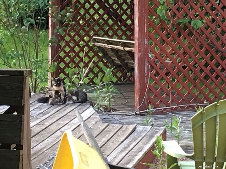 Unexpected Yard Kittens: Uncovering Their Origins and How to Care for Them