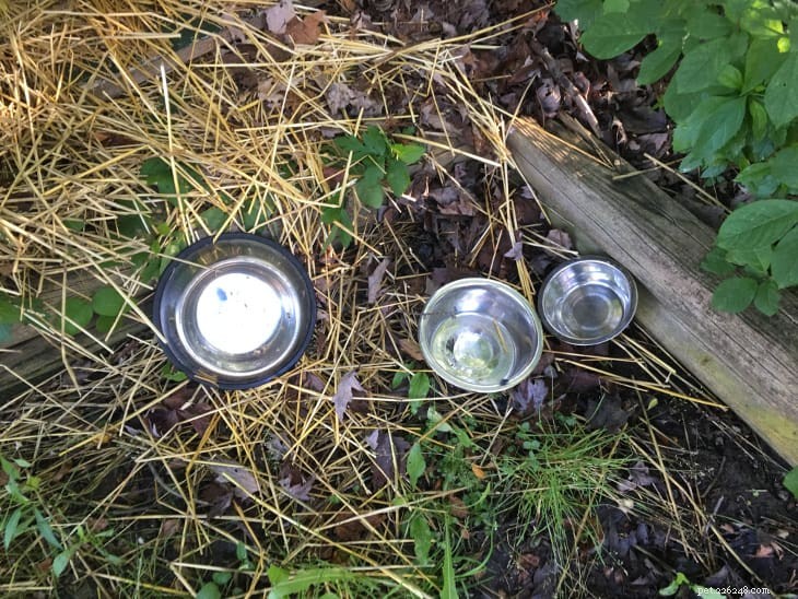 Unexpected Yard Kittens: Uncovering Their Origins and How to Care for Them