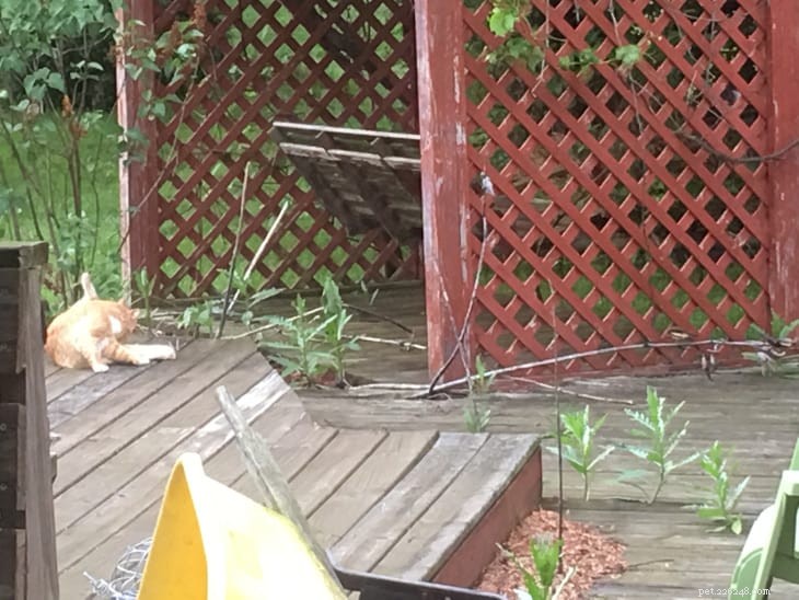 Unexpected Yard Kittens: Uncovering Their Origins and How to Care for Them