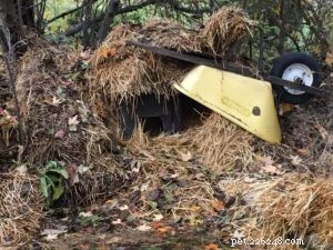 How to Convert a Shed into a Winter‑Proof Outdoor Shelter for Multiple Cats