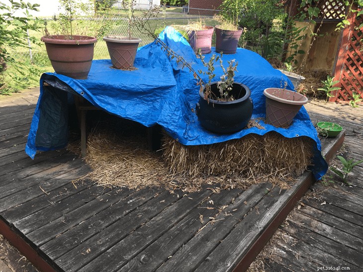 How to Convert a Shed into a Winter‑Proof Outdoor Shelter for Multiple Cats