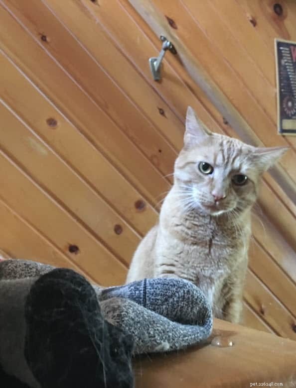Seamless New Cat Integration: Tips for a Stress‑Free Transition