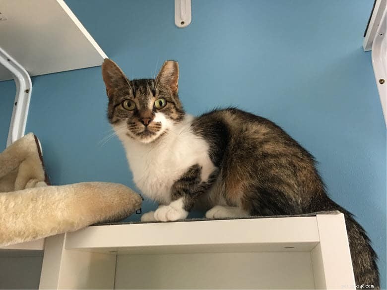 Seamless New Cat Integration: Tips for a Stress‑Free Transition