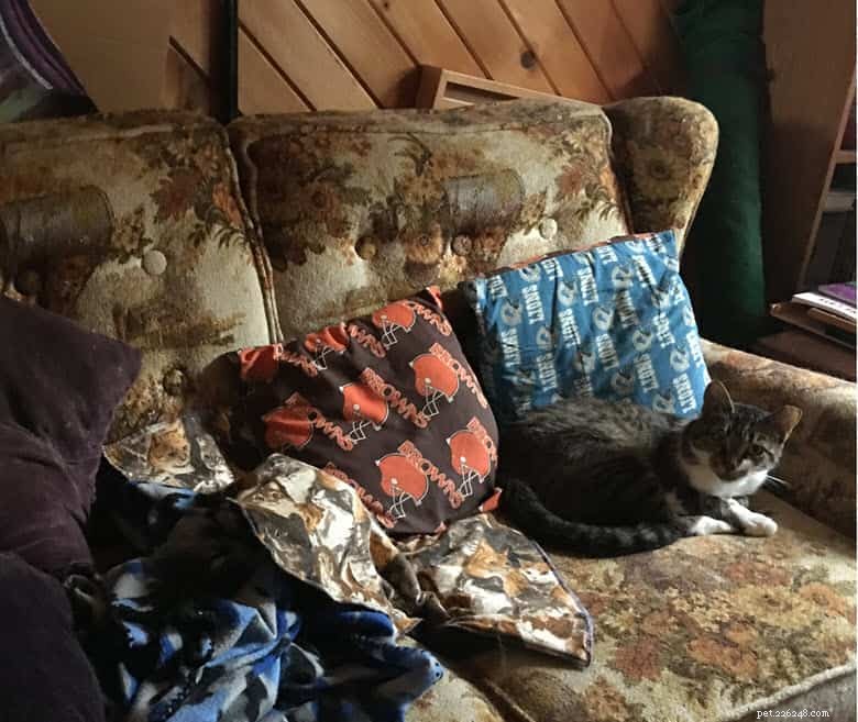 Seamless New Cat Integration: Tips for a Stress‑Free Transition