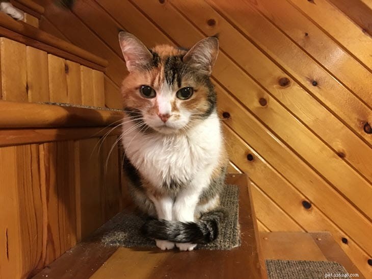 The Day My Cat Died: A Compassionate Chronicle of Her Final Hours