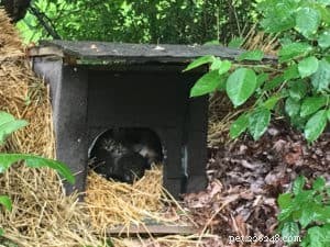 Remembering Chloe: The Feral Cat Who Changed My Life