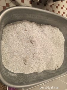 Tidy Cats Lightweight Litter Review: Pros, Cons, and Real‑World Performance