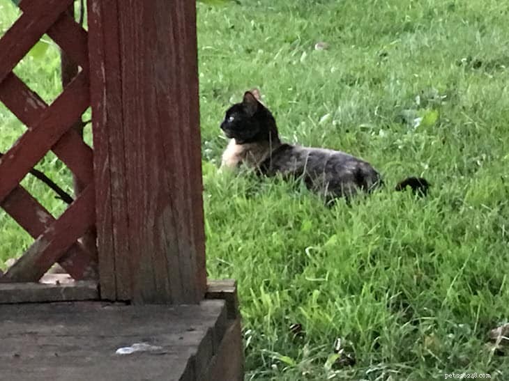 Remembering Chloe: The Feral Cat Who Changed My Life