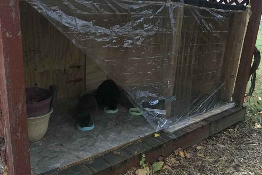 DIY Outdoor Cat Feeding Station: Design & Tips for a Snow‑Free, Dry Dining Experience