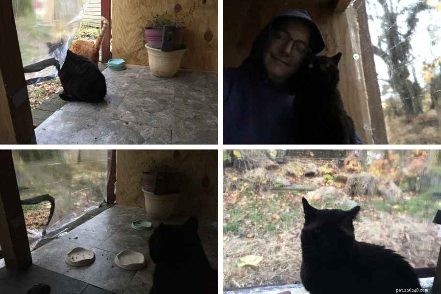 DIY Outdoor Cat Feeding Station: Design & Tips for a Snow‑Free, Dry Dining Experience