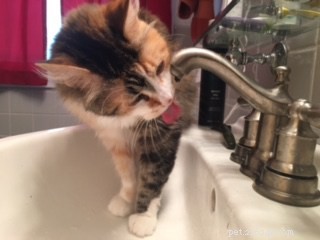 PetSafe Drinkwell 360 Stainless Steel Fountain: In‑Depth Review & Performance Insights